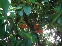 Limone - Limonaia del Castel