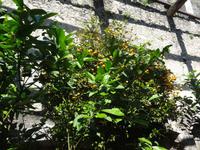 Limone - Limonaia del Castel