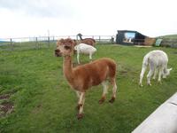 Monte Baldo - Alpakas