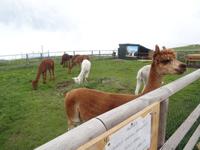 Monte Baldo - Alpakas