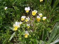 Zweifarbige Stiefmütterchen