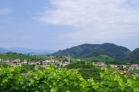 Prosecco-Weinstraße Venetien Panorama