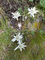 Italien Wandern in Südtirol - Dolomiten (127)