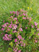 Italien Wandern in Südtirol - Dolomiten (171)