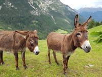 Italien Wandern in Südtirol - Dolomiten (187)