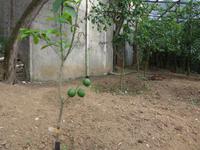 Italien, Vulkane, Pizzakurs