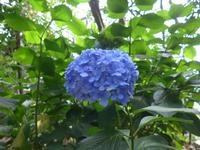 Italien, Vulkane, Hortensie