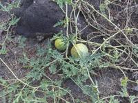 Italien, Vulkane, Vulcano, Melonen