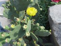 Italien, Vulkane, Vulcano, Feigenkaktus