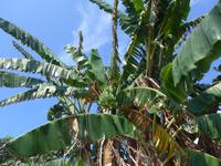 Italien, Vulkane, Vulcano, sizilianische Banane