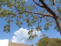 Italien, Vulkane, Vulcano, Paternosterbaum