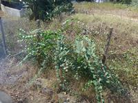 Italien, Vulkane, Lipari, Kapernstrauch