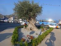 Italien, Vulkane, Lipari, uralter Olivenbaum