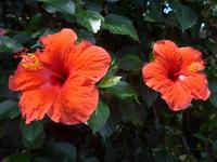 Italien, Vulkane, Stromboli, Hibiscus