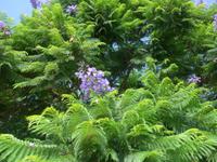 Italien, Vulkane, Riposto, Jacaranda