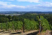 Weinberge bei San Gimignano