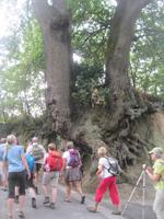 IMG_6435 Zwillingseiche