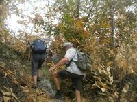 IMG_6441 abgebrannter Kastanienwald