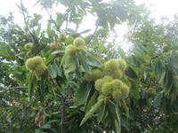 IMG_6445 Esskastanien