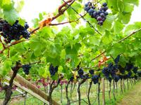 16.09.2016 Südtiroler Weinstrasse