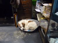 Italien, Sardinien, Alghero