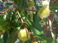 Italien, Sardinien, Maroni