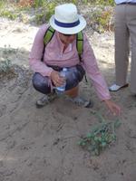 Italien, Sardinien, Strandwanderung Costa Smeralda, Strandlilie