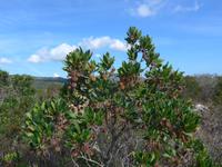 Italien, Sardinien, Erdbeerbaum