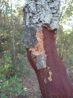 Italien, Sardinien, Strandwanderung Costa Smeralda, Korkeiche