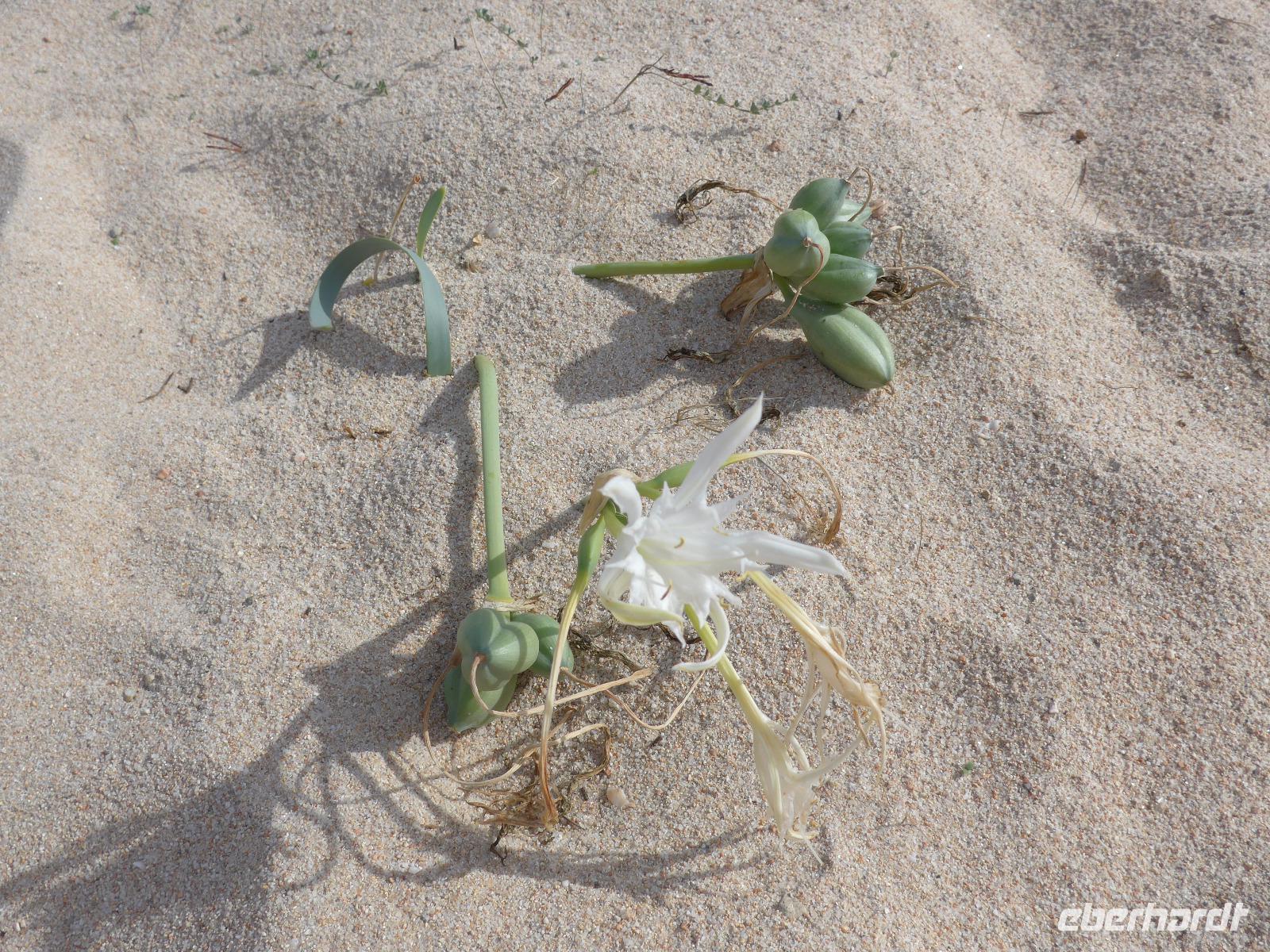 Italien, Sardinien, Strandwanderung Costa Smeralda, Strandlilie