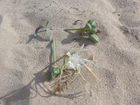 Italien, Sardinien, Strandwanderung Costa Smeralda, Strandlilie