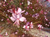 Italien, Sardinien, Cannigione