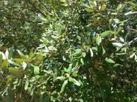 Italien, Sardinien, Lanaittu Tal, Steineiche