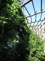 1. Tag Limone - die Zitronengärten