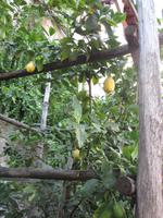 1. Tag Limone - Zitronenbäume (1)