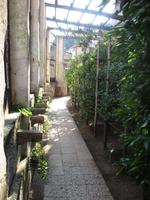 1. Tag Limone - Zitronenbäume (2)