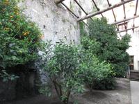 1. Tag Limone - Orangenbäume