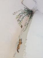 Capri - besondere Dekoration