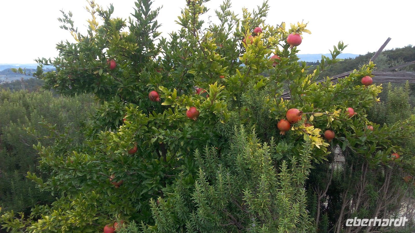 Agriturismo II Veccio Maneggio, San Gimignano