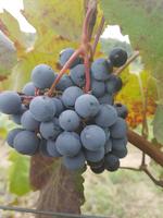 Agriturismo II Veccio Maneggio, San Gimignano