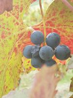 Agriturismo II Veccio Maneggio, San Gimignano