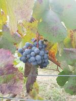 Agriturismo II Veccio Maneggio, San Gimignano