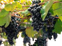 Weingut Le Lune del Vesuvio