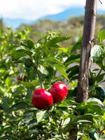Weingut Le Lune del Vesuvio