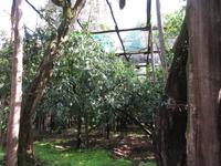 Zitronenplantage in Le Colline