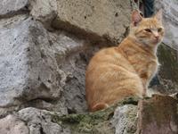 Eine zufriedene Maunz in Caserta Vecchia