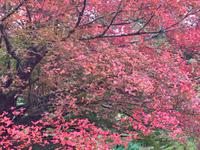 Farbenpracht im Herbst.