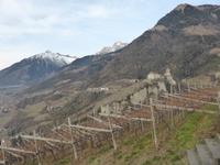 Dorf Tirol - Blick zur Burg Tirol
