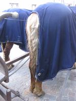 ... echter Pferdeschwanz 