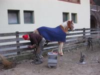... der Hufschmied ist da